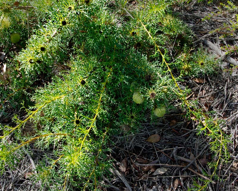 Banksia fraseri - Cranbourne Gardens Victoria